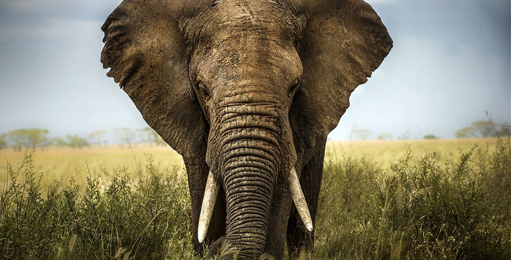 Circuito Big Five in Sudafrica + Radisson Blu Poste Lafayette Resort & Spa 4* - Adult Only