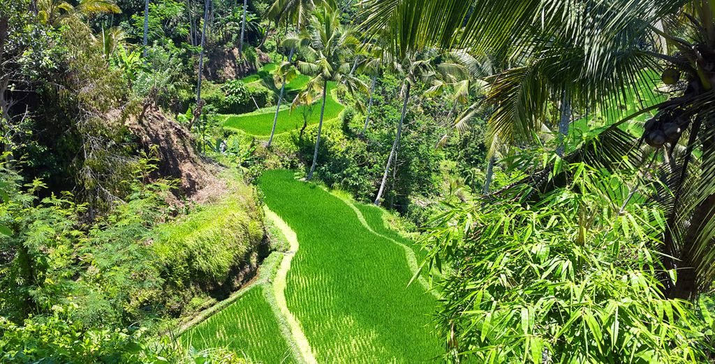 Plataran Ubud Hotel & Spa 5* + Plataran Menjangan Resort & Spa 5* + Plataran Canggu Bali Resort and Spa 5*