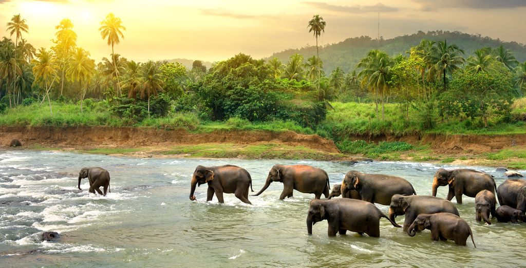 Minitour Sri Lanka e Fihalhohi Island Resort 4*