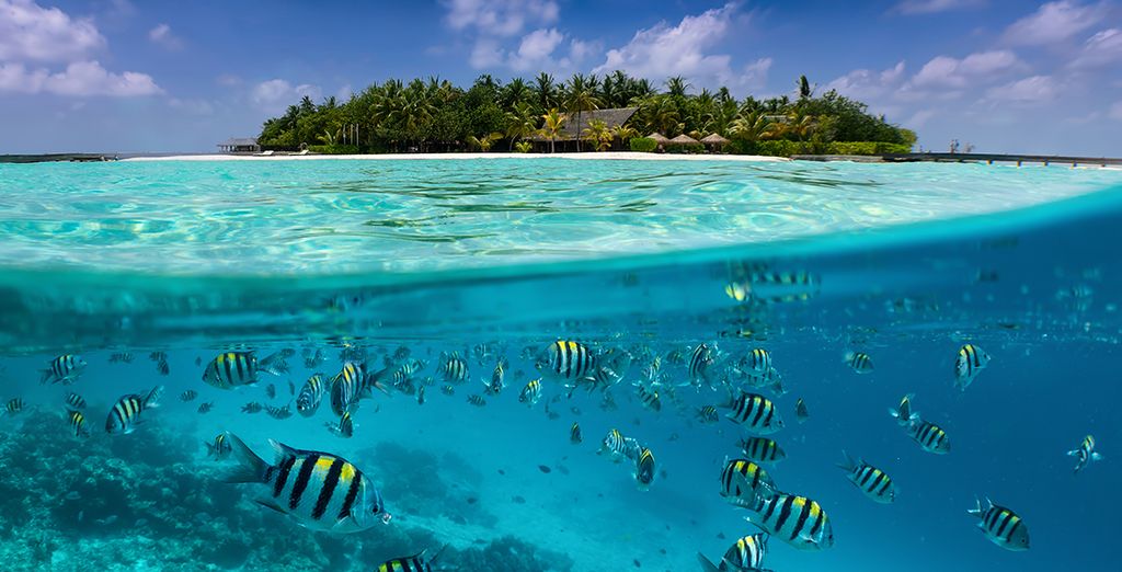  Shangri La Villingili Resort & Spa 5*