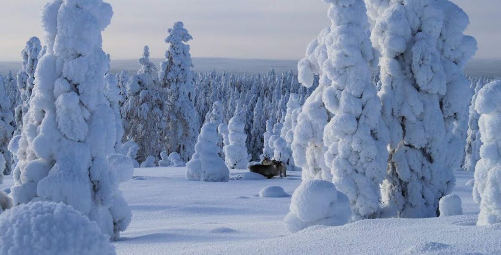 L'incanto della Lapponia Finlandese