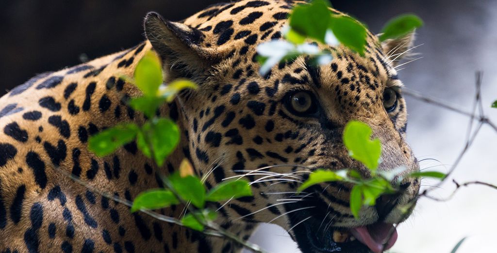 Autotour di 8 notti in Costa Rica: da San José a Tamarindo