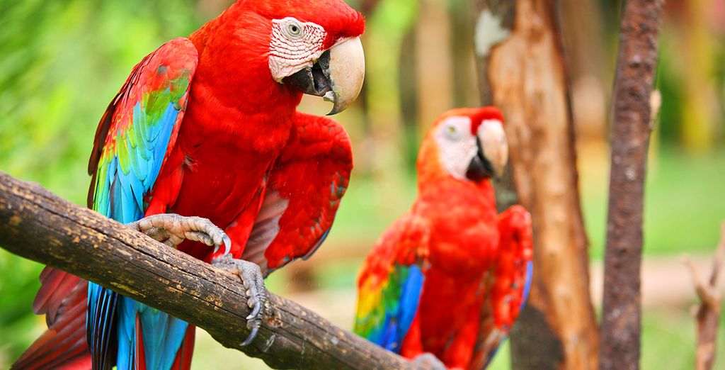 Autotour di 8 notti in Costa Rica: da San José a Tamarindo