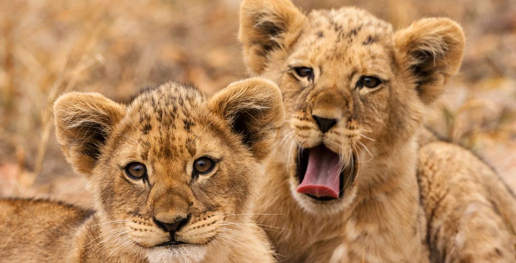 Safari, tour di Johannesburg e soggiorno a Mauritius