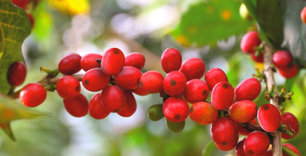 Tour Colombia Cafetera