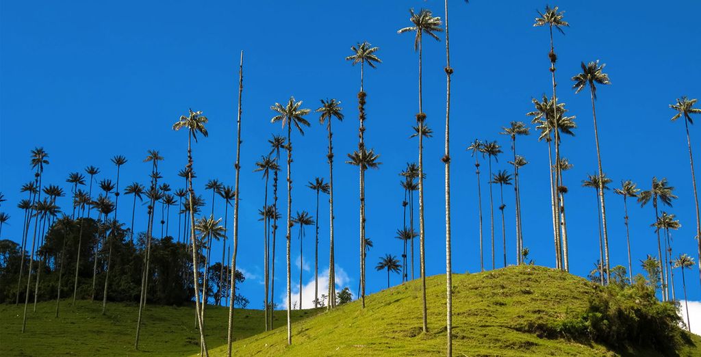 Le meraviglie della Colombia in tour privato