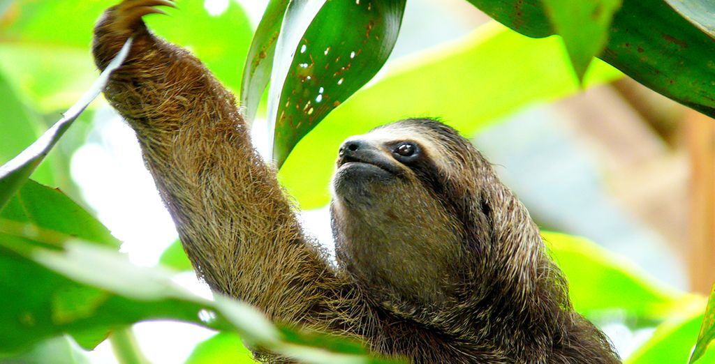 Andaz Costa Rica Resort at Peninsula Papagayo 5* con possibile autotour