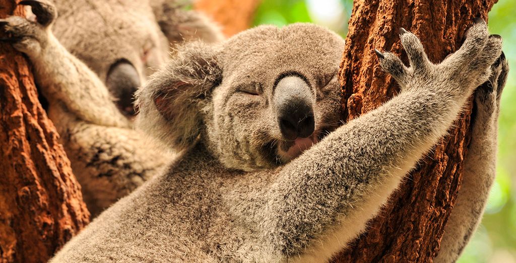 Tour dell'Australia da Melbourne a Brisbane