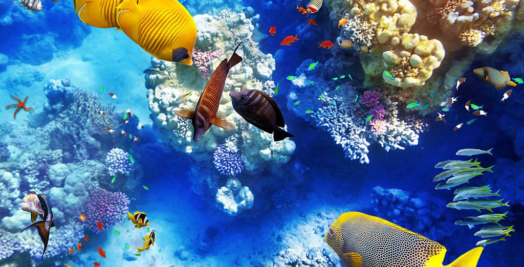 Luxury Bahia Principe Ambar Green 5*