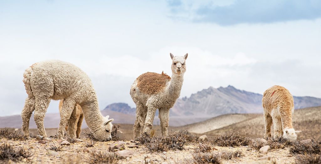 Le meraviglie ed i colori del Perù