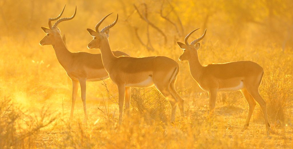 Safari in Sudafrica con possibile estensione al Radisson Blu Azuri Resort & Spa 4*S