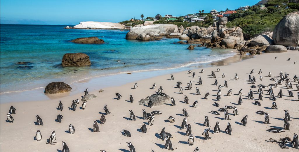Tour del Sud Africa: da Cape Town a Port Elisabeth