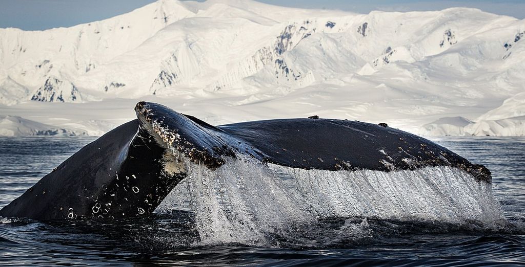 Crociera oltre il Circolo Polare Antartico