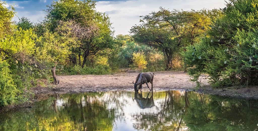 Tour alla scoperta di Botswana e Victoria Falls