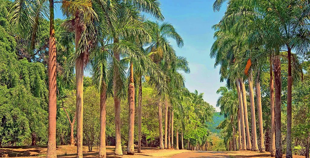 Speciale Capodanno - Tour Sri Lanka con estensione Mare