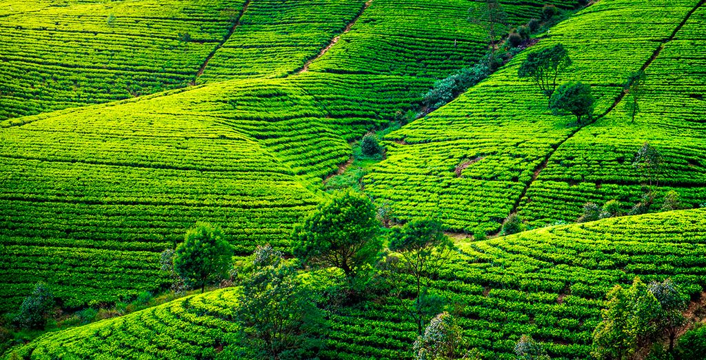 Tour dello Sri Lanka con soggiorno al Makunudu Island 4*
