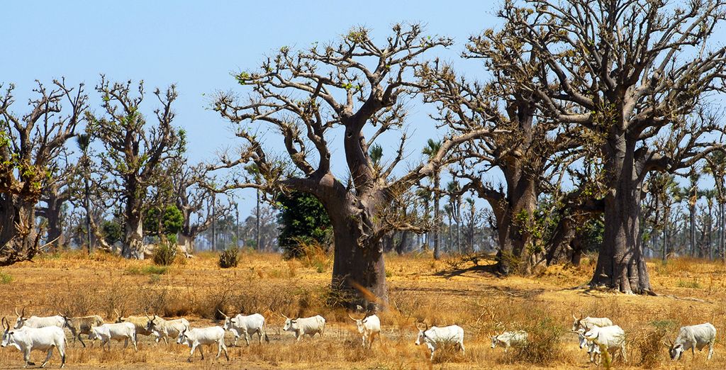 Tour del Senegal