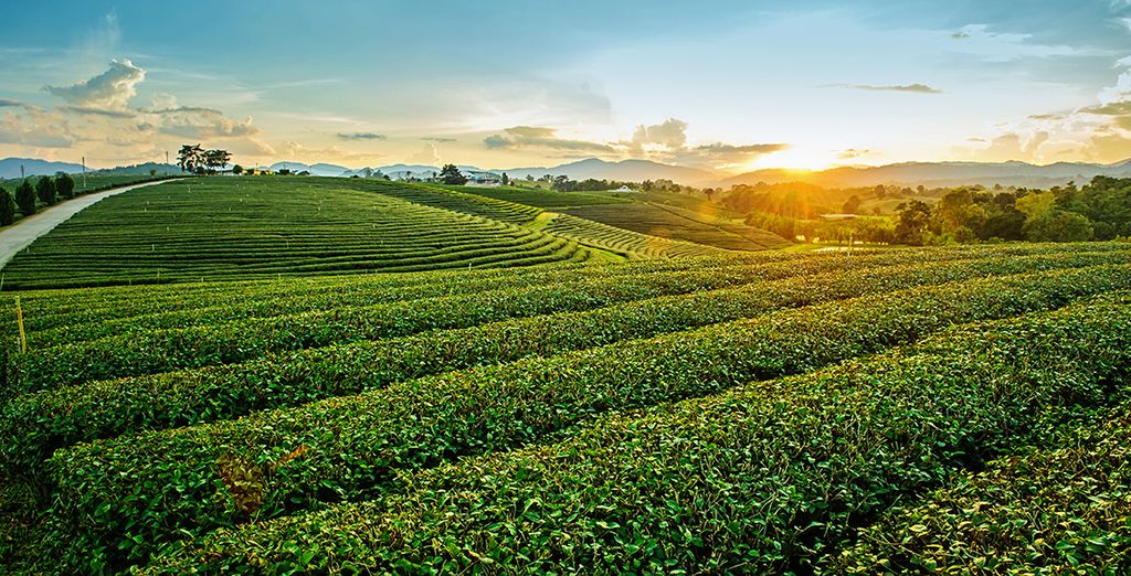 Tour a Nord di Bangkok + Chanalai Flora Resort Phuket 4*