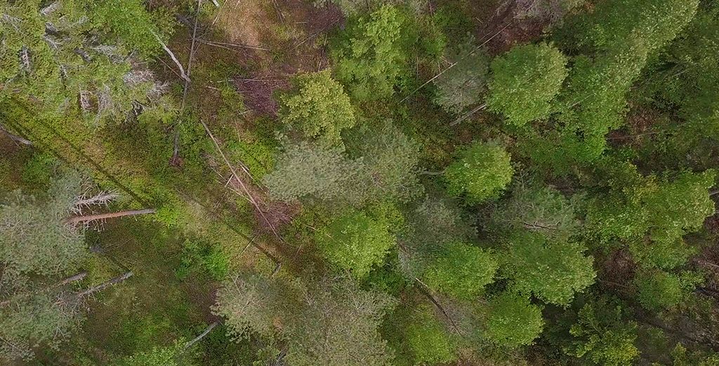 Stoccolma e Ockelbo immersi nella natura della Svezia