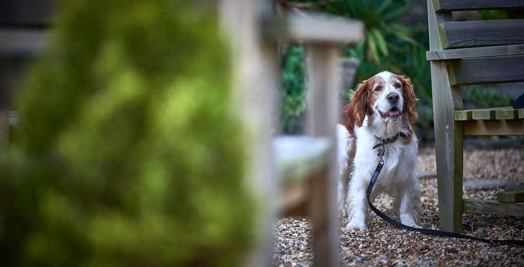 dog/pet friendly cottages UK