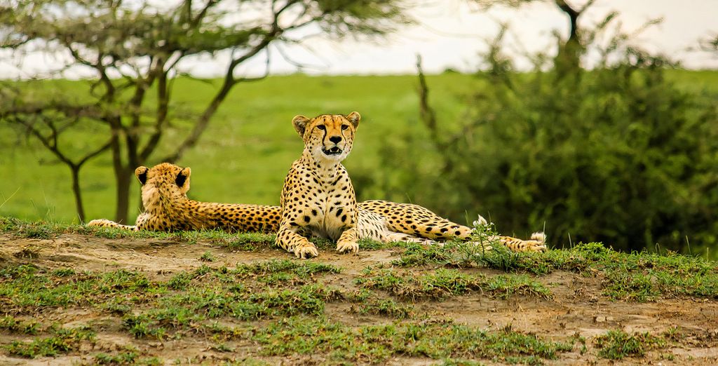 Combinato Safari e Sea Cliff Resort & Spa 5*