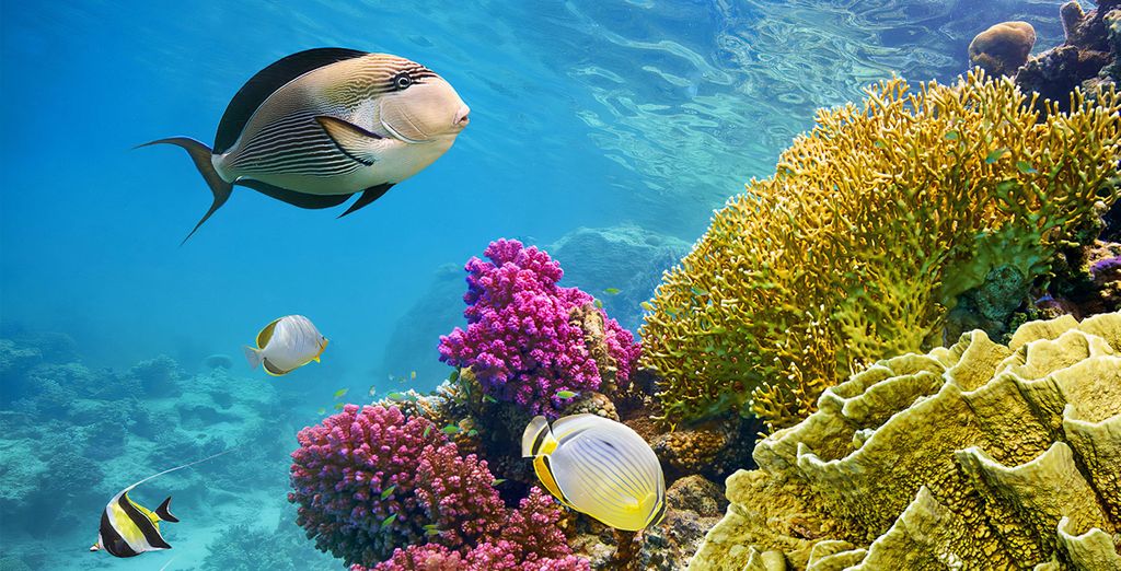 Qui qui туры. Марса Алам подводный мир. Diving in Sharm el Sheikh. Обои на рабочий стол Шарм-Эль-Шейх рыбки.