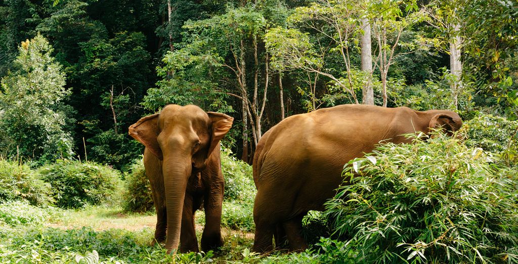 Tour privato "I segreti della Cambogia" con eventuale pre-estensione a Luang Prabang 