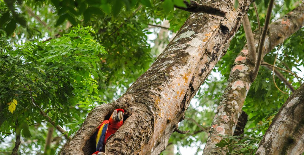 Autotour di 8, 10 o 12 notti tra foresta, spiagge e sorgenti termali