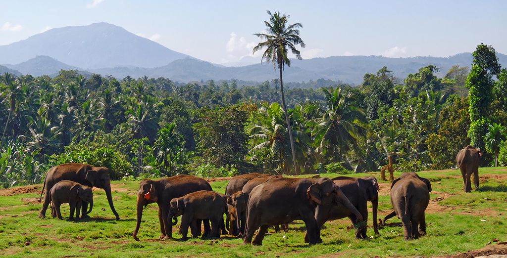 Tour privato: Alla scoperta dell'antica Ceylon