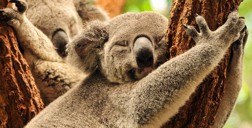 Viaggio alla scoperta del Paese dei Koala