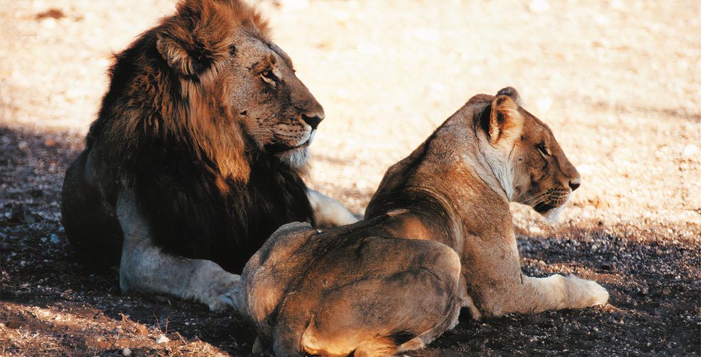 Royal Marlothi Kruger Safari Lodge & Spa 4*