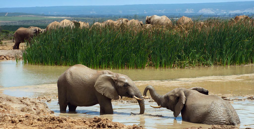 Combinato 4* Aha Harbour Bridge Hotel & Suites e Aquila Private Game Reserve & Spa