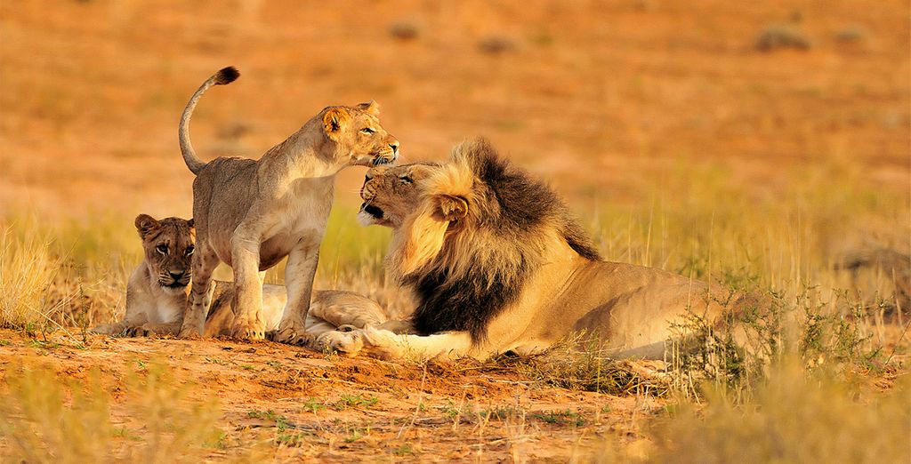 Combinato 4* Aha Harbour Bridge Hotel & Suites e Aquila Private Game Reserve & Spa