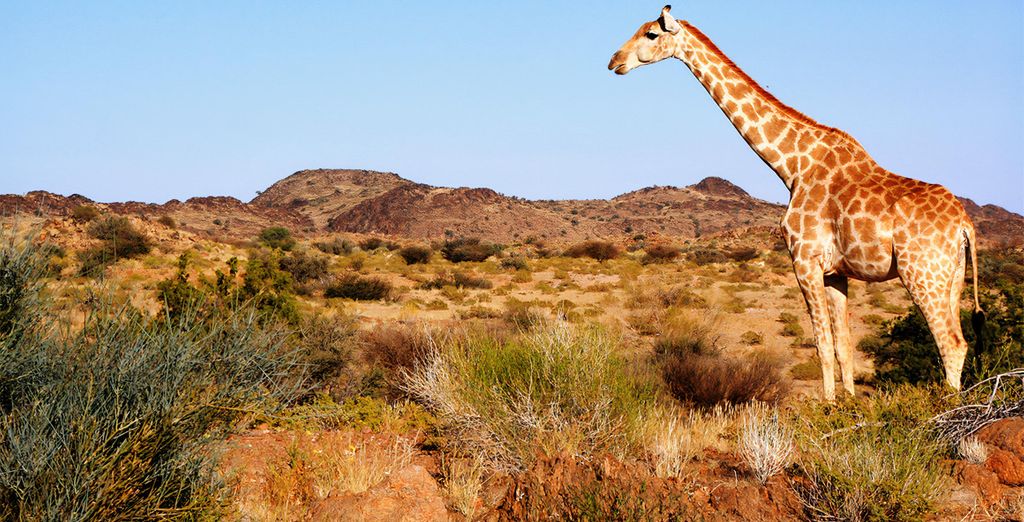 Combinato 4* Aha Harbour Bridge Hotel & Suites e Aquila Private Game Reserve & Spa