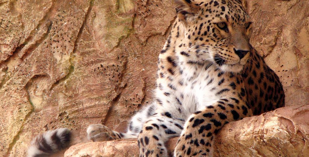 Combinato Safari di 2, 3 o 4 notti e Temple Point Resort 4*