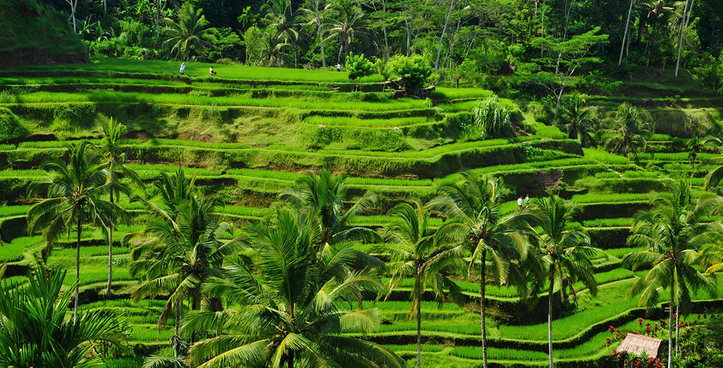 Combinato: Kawi Resort 4*, Mahagiri Resort Nusa Lembongan 4* e The Westin Resort Nusa Dua, Bali 5*