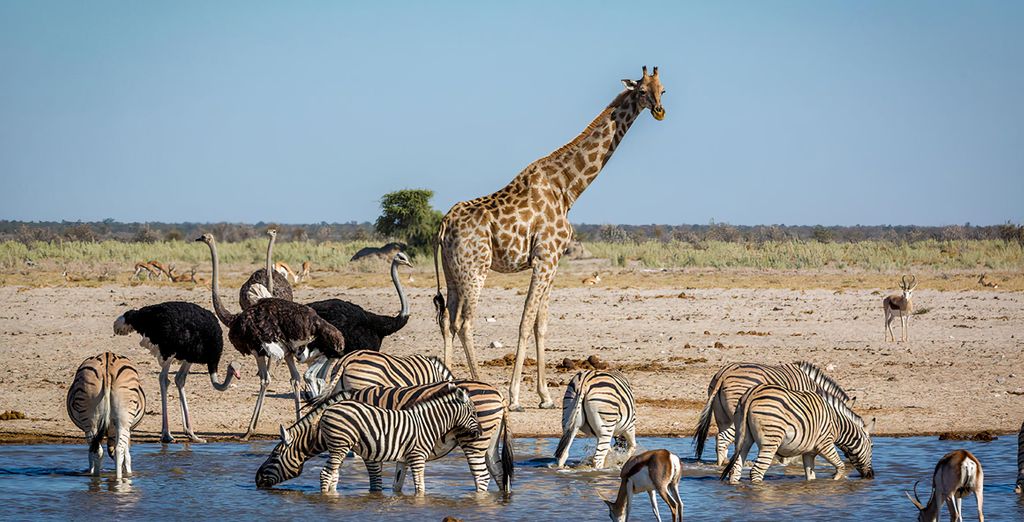 Autotour di 11 notti tra Namibia, Botswana e le Cascate Vittoria