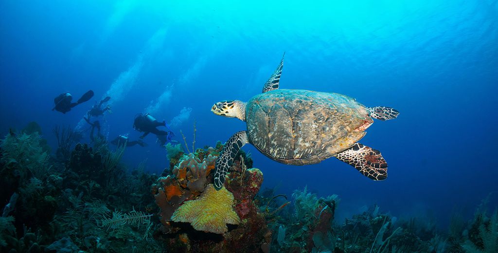 Secrets Akumal Riviera Maya 5* - Adults Only
