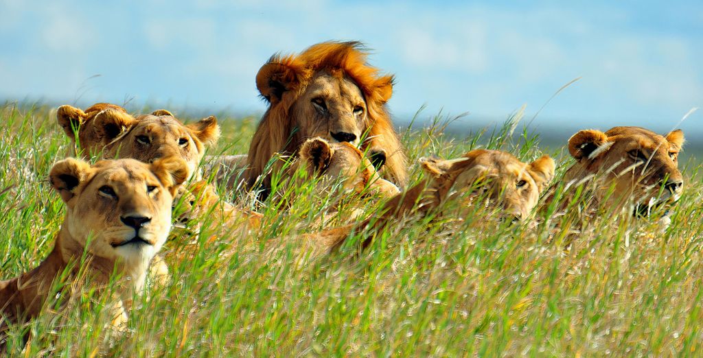 Combinato Safari e Sea Cliff Resort & Spa 5*