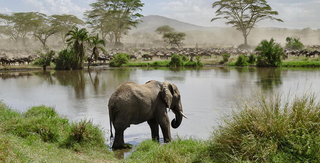 Safari privé "Inoubliable Tanzanie" et séjour au White Paradise Zanzibar 4*