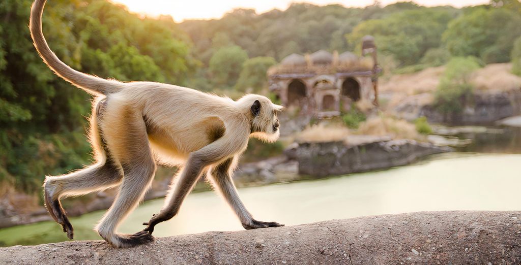 Tour tra i sapori dell'India del Nord