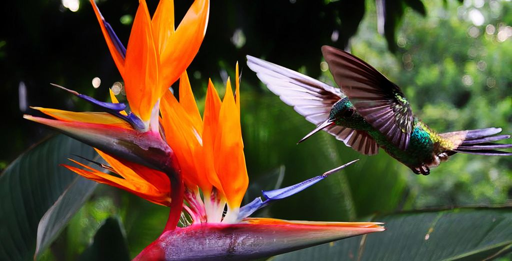 Au jardin des colibris Ecolodge & Spa