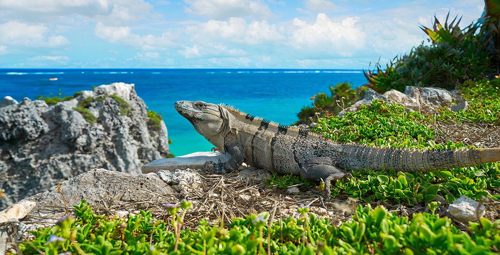 Secrets Tulum Resort & Beach Club 5* - Adults Only