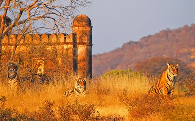 Triángulo de Oro y safari en el Parque Ranthambore