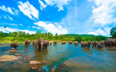 Circuito privado en Sri Lanka con extensión a la playa