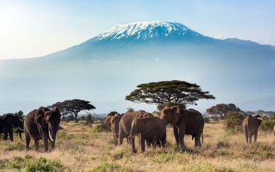 Safari en Kenia con Serena Beach Resort & Spa 5*