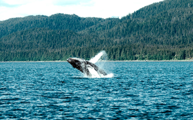 Canadá con avistamiento de ballenas y Nueva York opcional