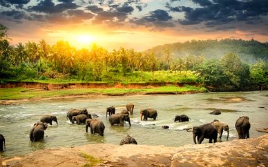 Tour privado por Sri Lanka