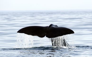 Experencia nadando con orcas y avistamiento de ballenas
