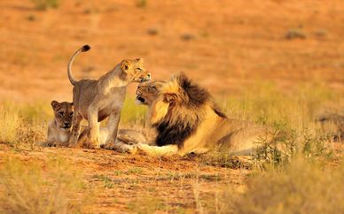 À la rencontre des Big Five et extension aux Seychelles